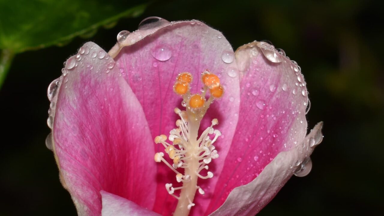雨粒にまぶされたハイビスカスの花（在来系）201910-3