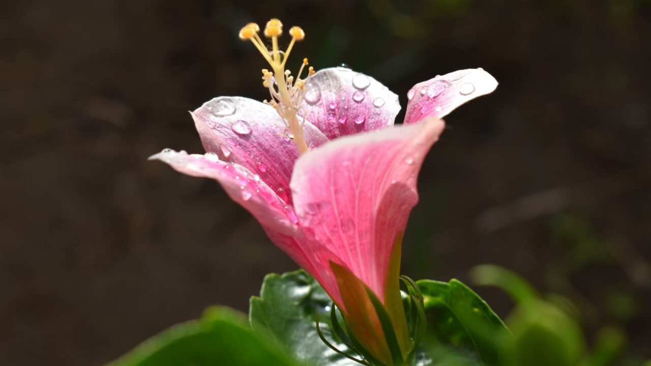 雨粒にまぶされたハイビスカスの花（在来系）201910-4