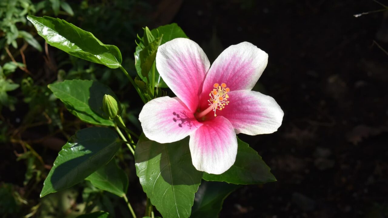 ハイビスカスの蕊の影（在来系）201910-1