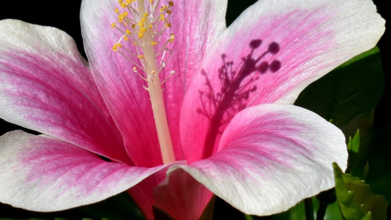 ハイビスカスの蕊の影（在来系）201910-2