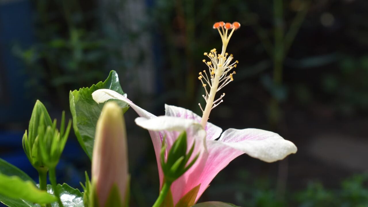 ハイビスカスの蕊2019-1