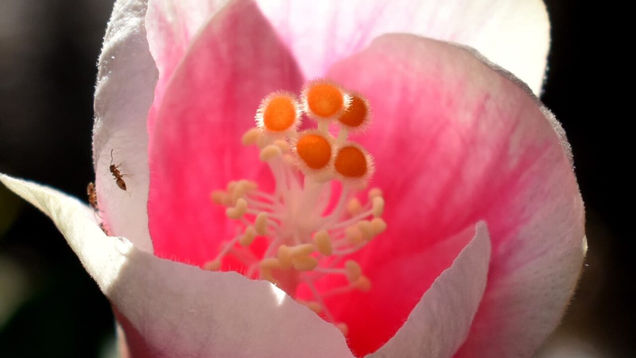 開きかけのハイビスカスの花2019-10