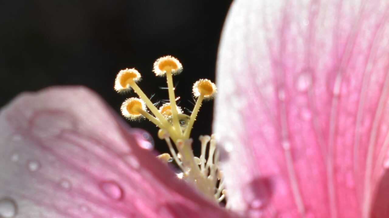 ハイビスカスの雌蕊の産毛2019