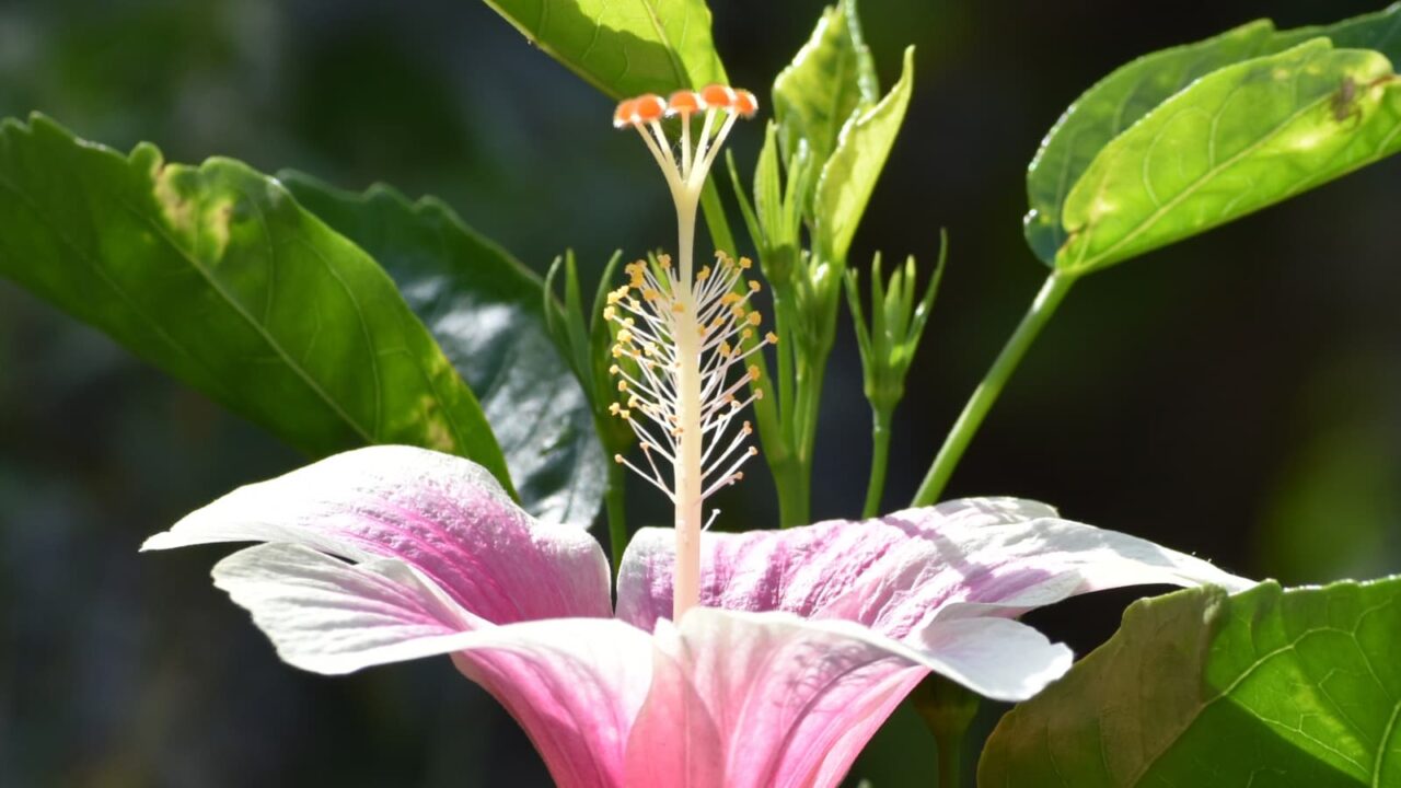 ハイビスカスの蕊(噴水のごとく)2019-2