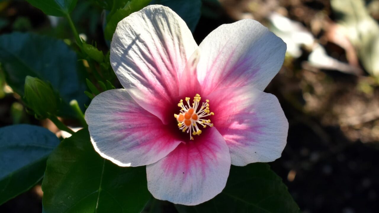 ハイビスカスの花(真上から)2019-3