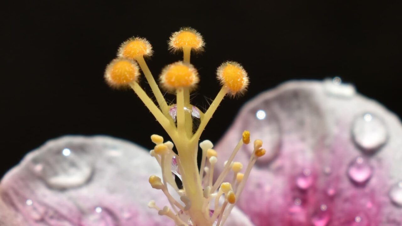 ハイビスカスの雌蕊拡大2019-4