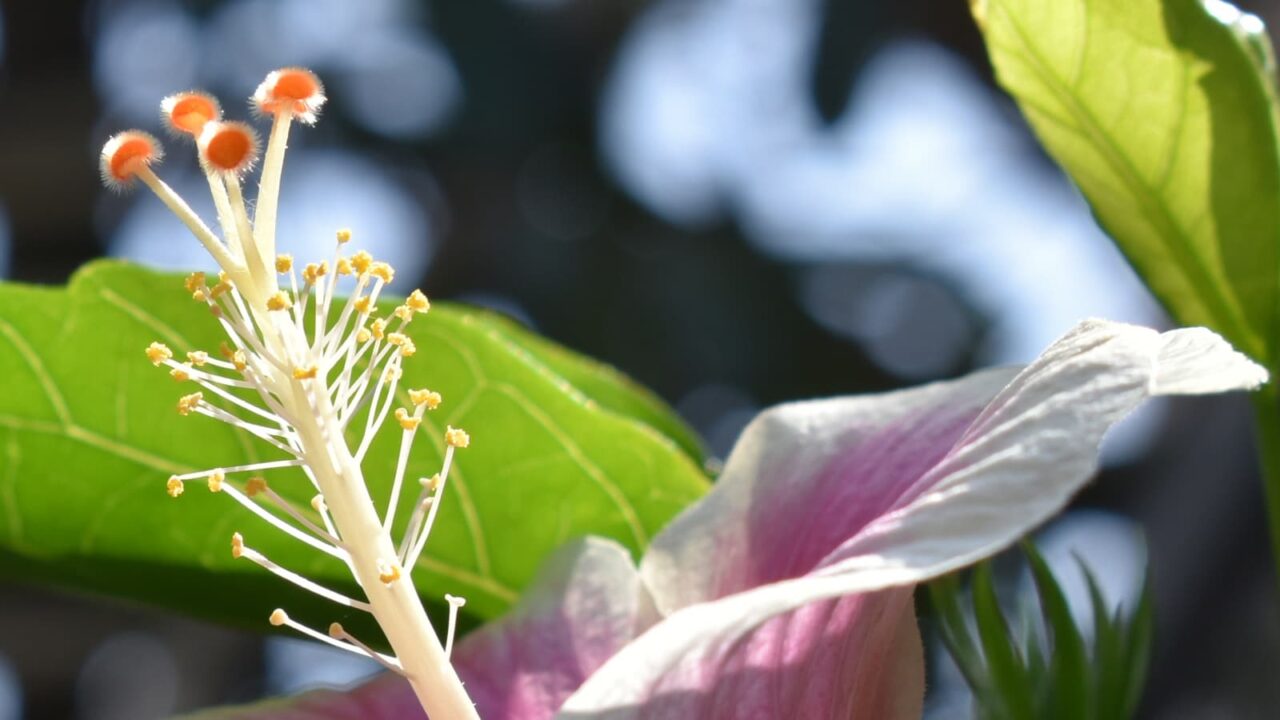ハイビスカスの蕊2019-5