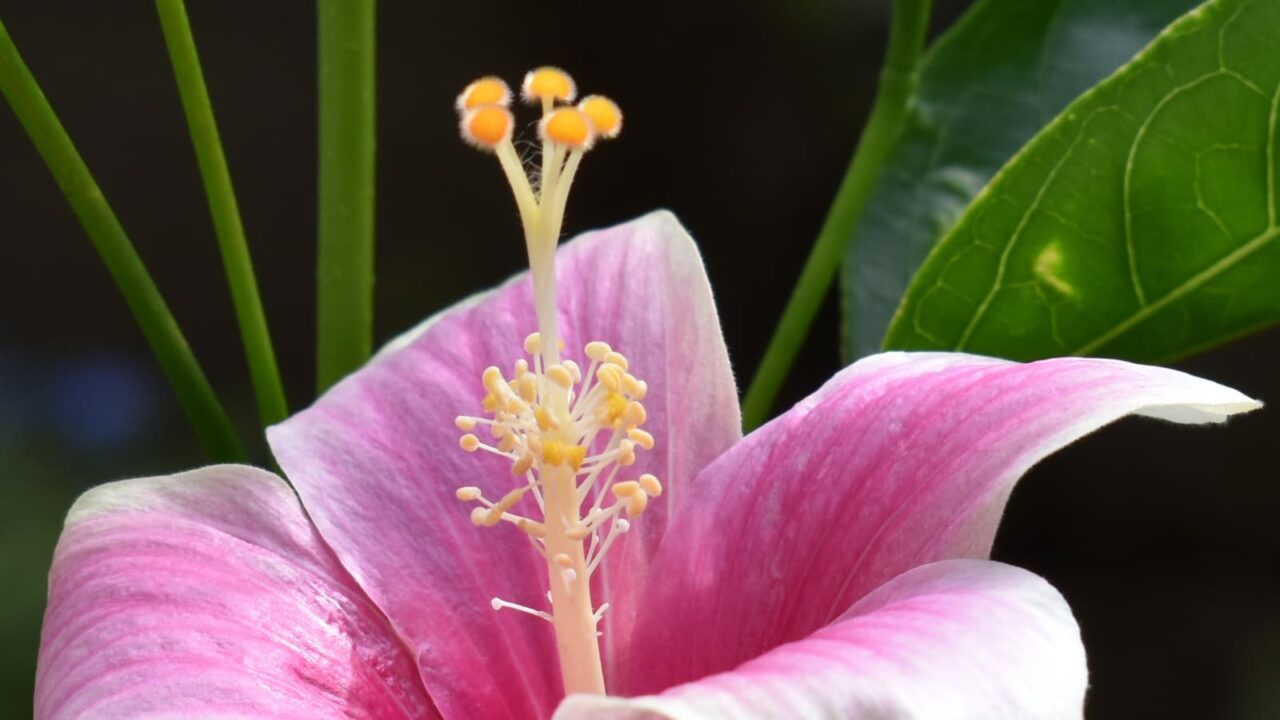 ハイビスカスの蕊2019-6