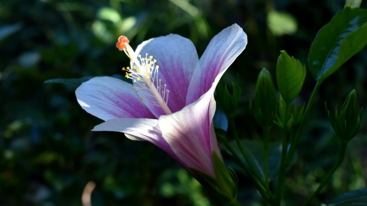 日に透かされて清らかなハイビスカスの花弁と蕊