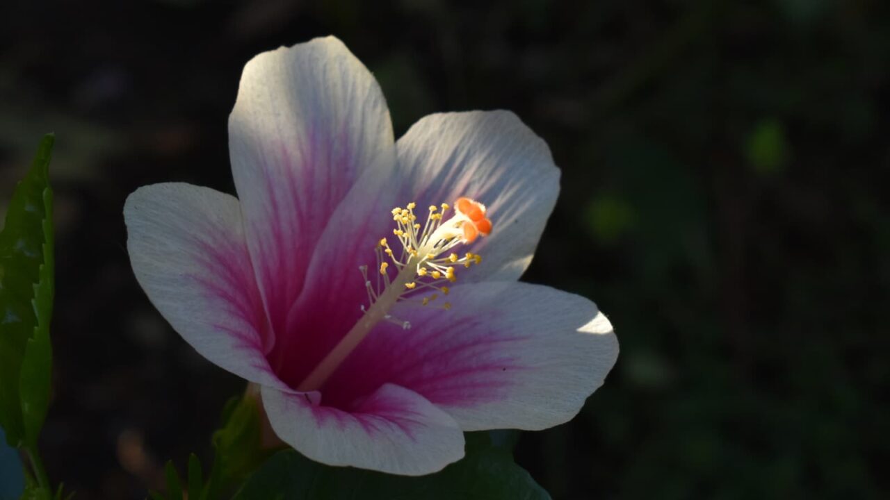 ハイビスカスの雌蕊に温かな光2019-9