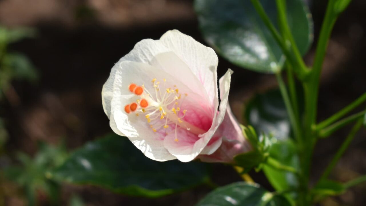 ハイビスカス開花プロセス2019-2（開きかけ）