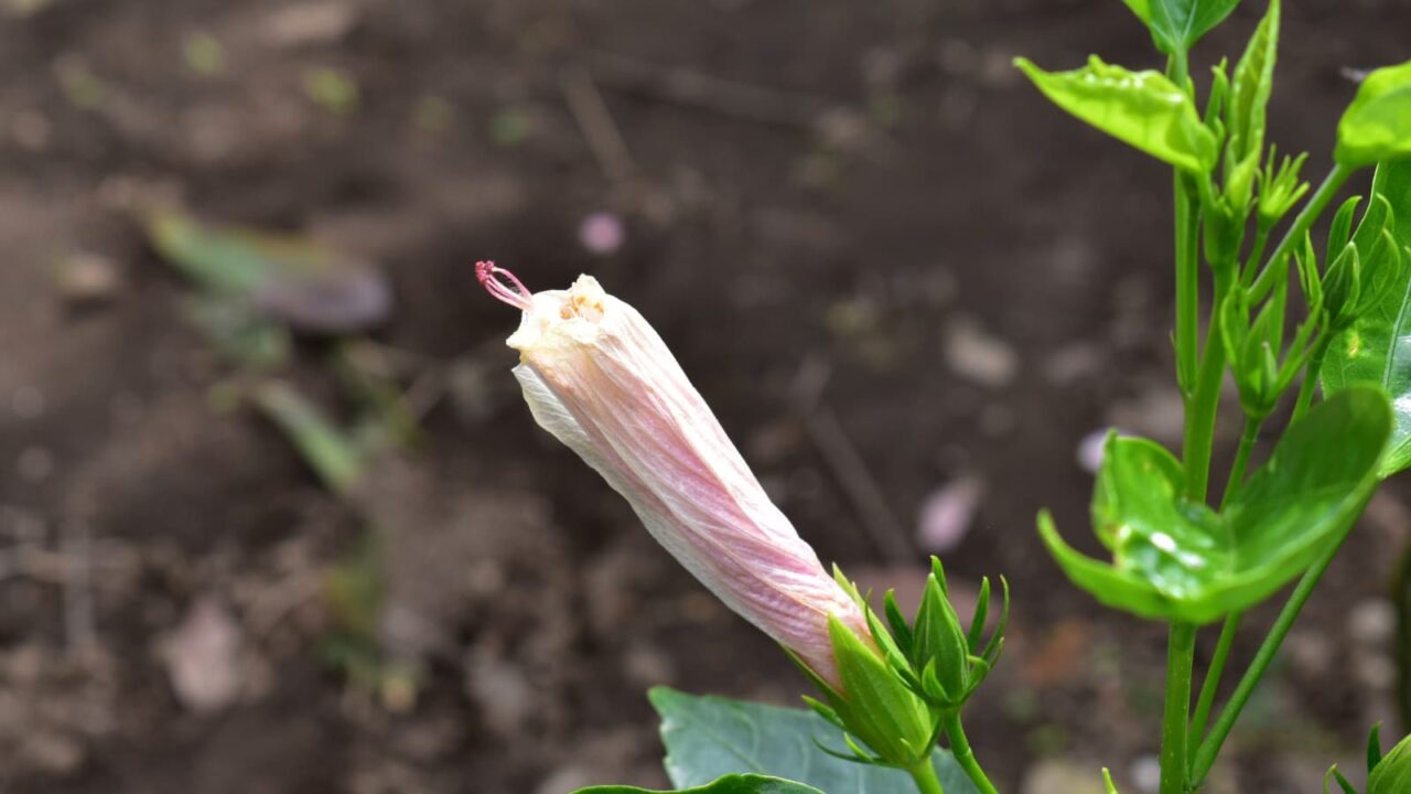 ハイビスカス開花プロセス201909-4（花後）