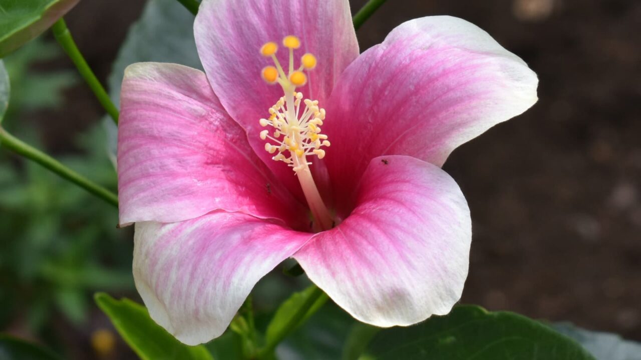 中が濃いピンクのハイビスカスの花201909