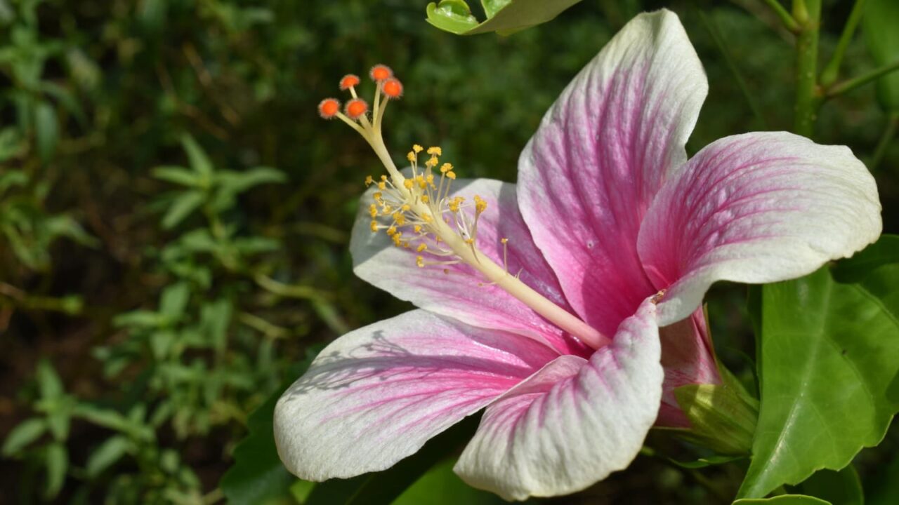 暑いと反るハイビスカスの花201909
