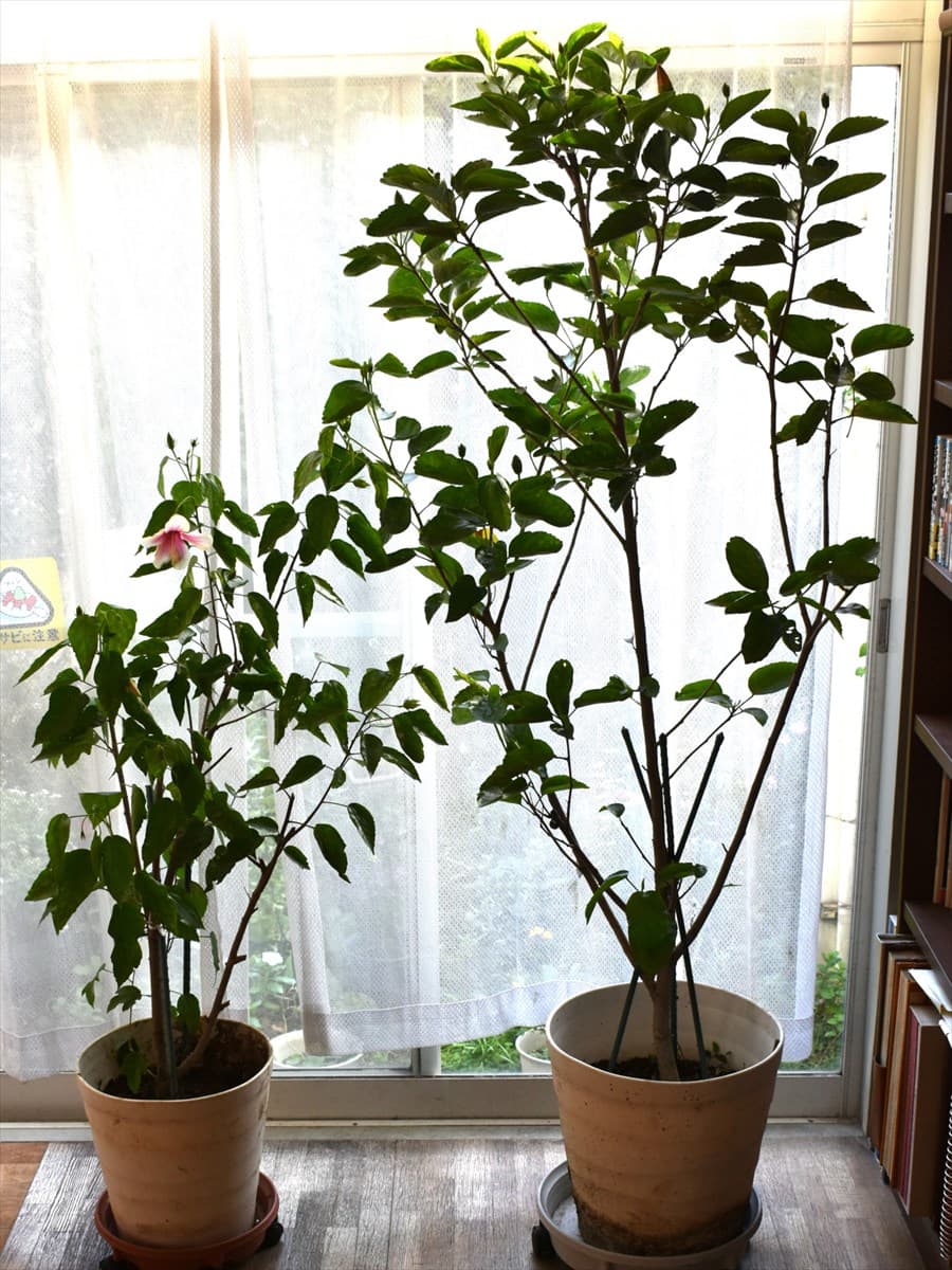 室内に取り込んだハイビスカス20221021