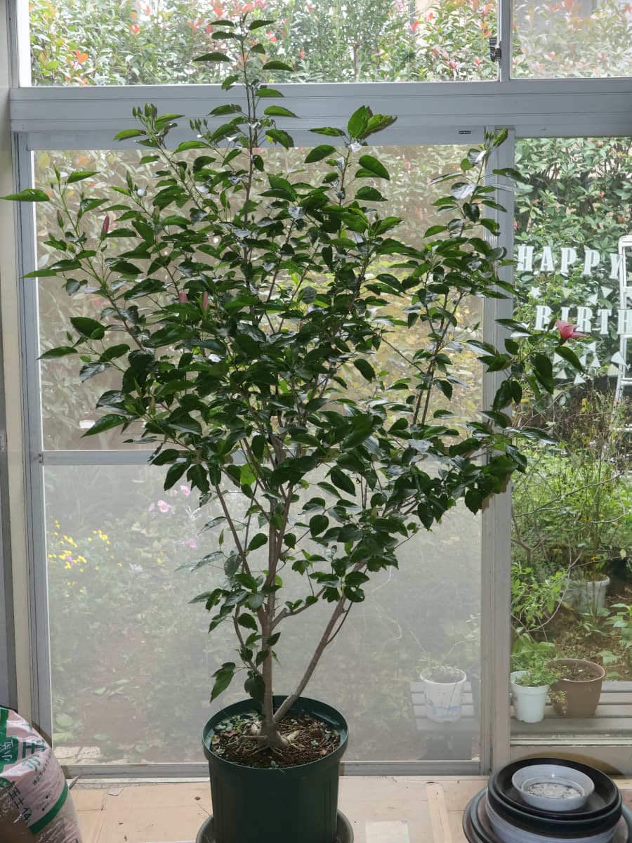 ハイビスカス20251118室内へ