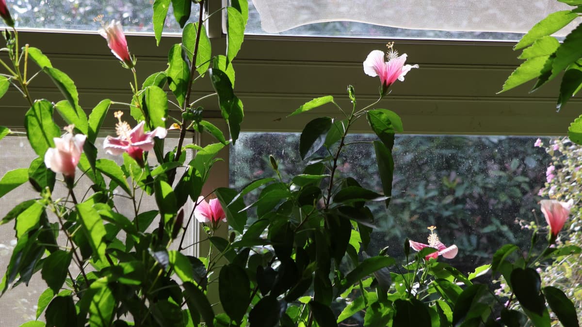 室内ハイビスカス20251218