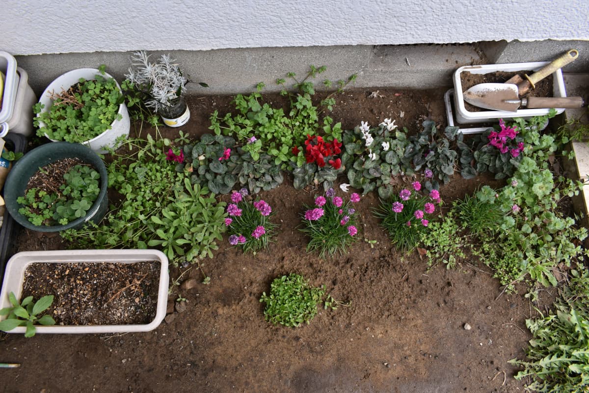 軒下の花壇下20200416