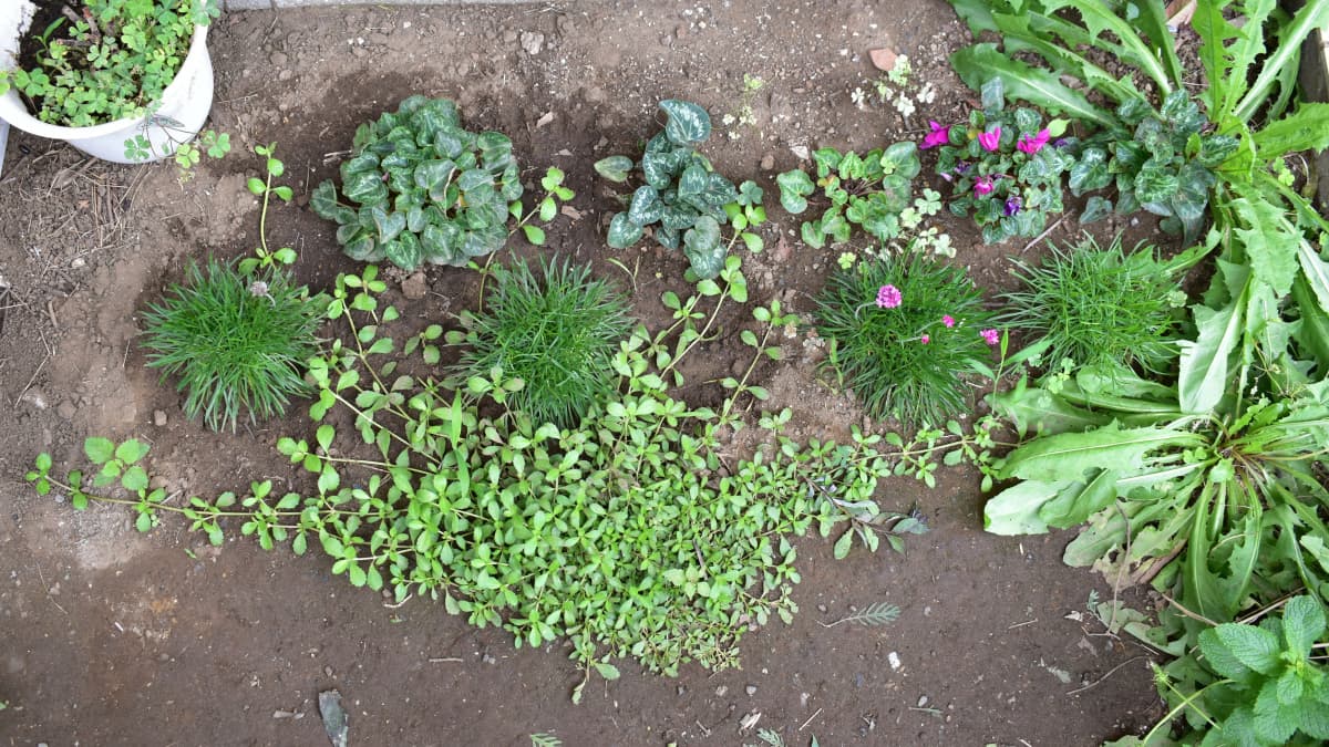 ヒメイワダレソウ20200621