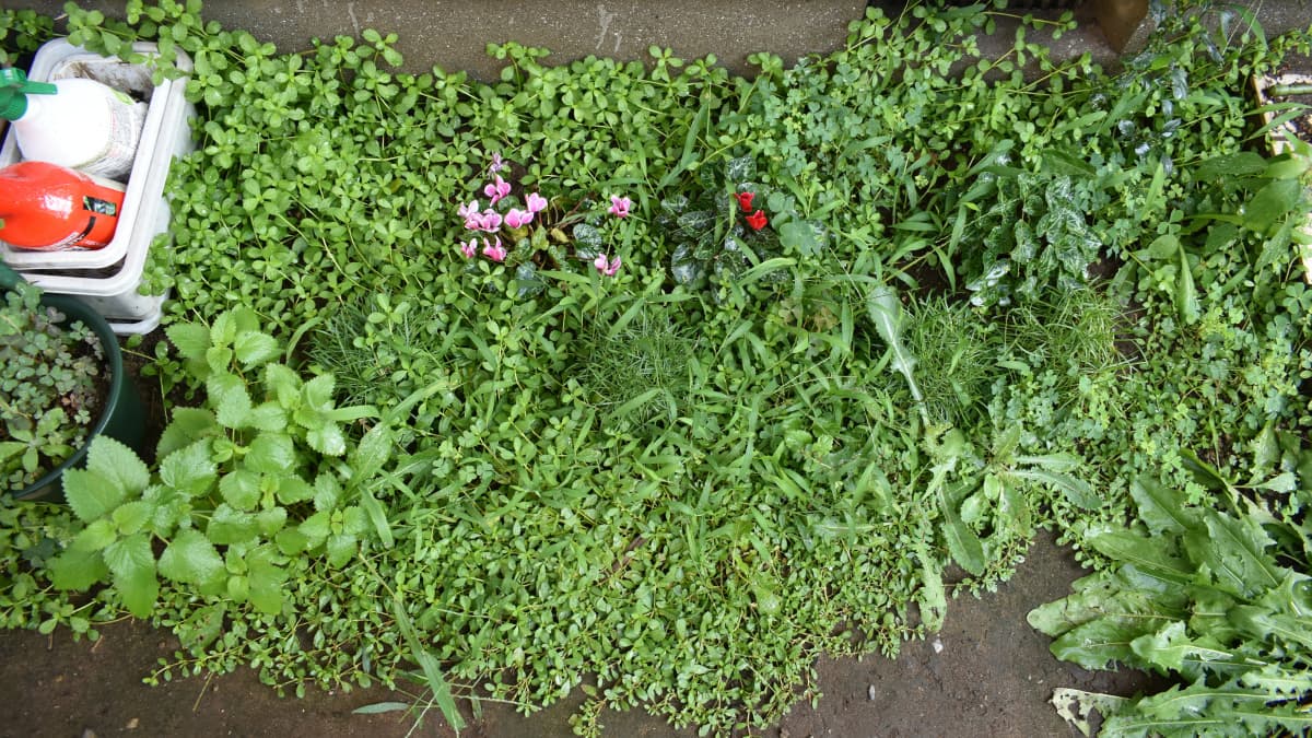 ヒメイワダレソウ20200814