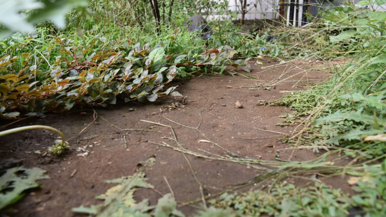 ヒメイワダレソウとヒメツルソバ2020