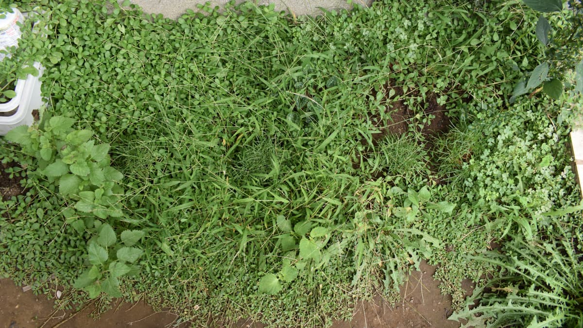 ヒメイワダレソウ20200920畳１枚分覆いつくす