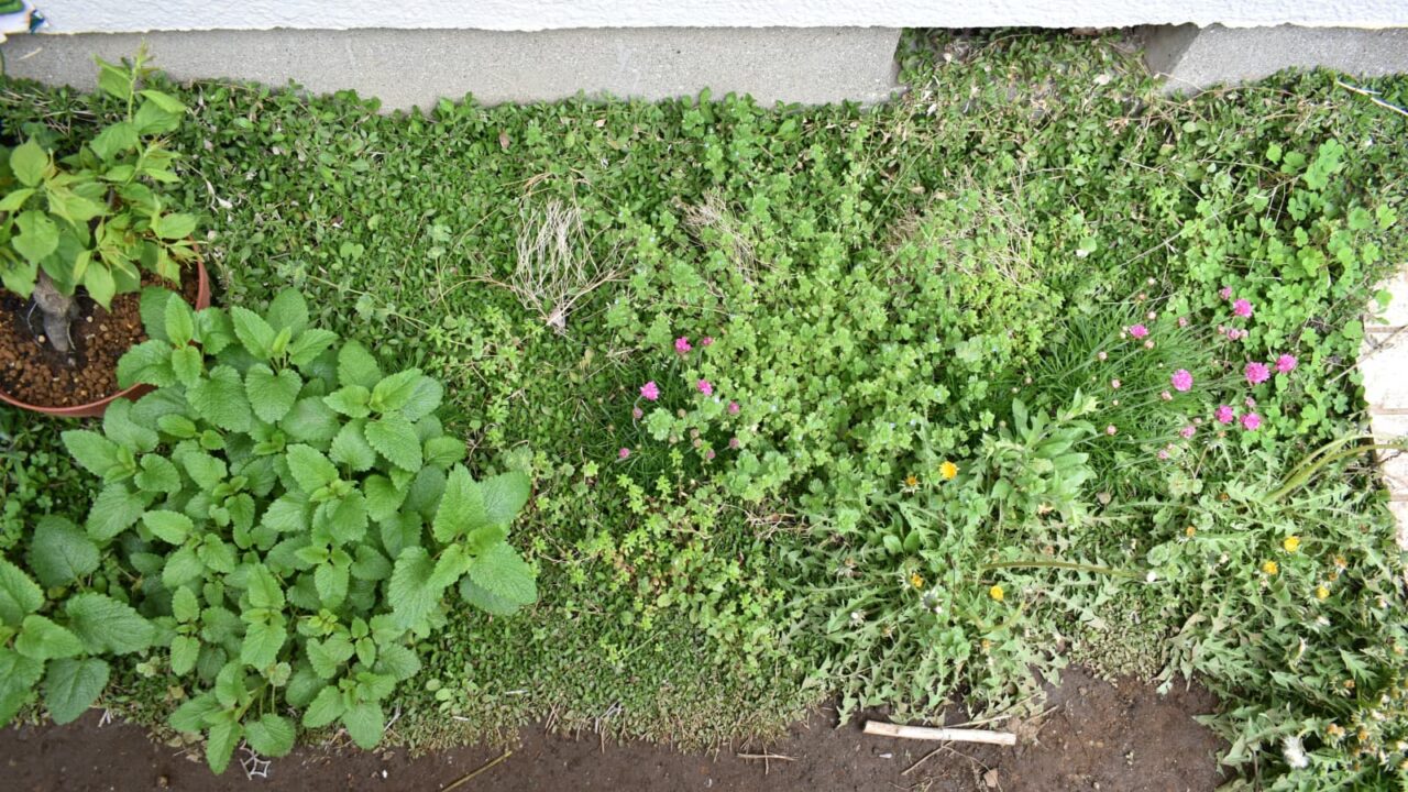 ヒメイワダレソウの中で頑張る雑草たち20210330