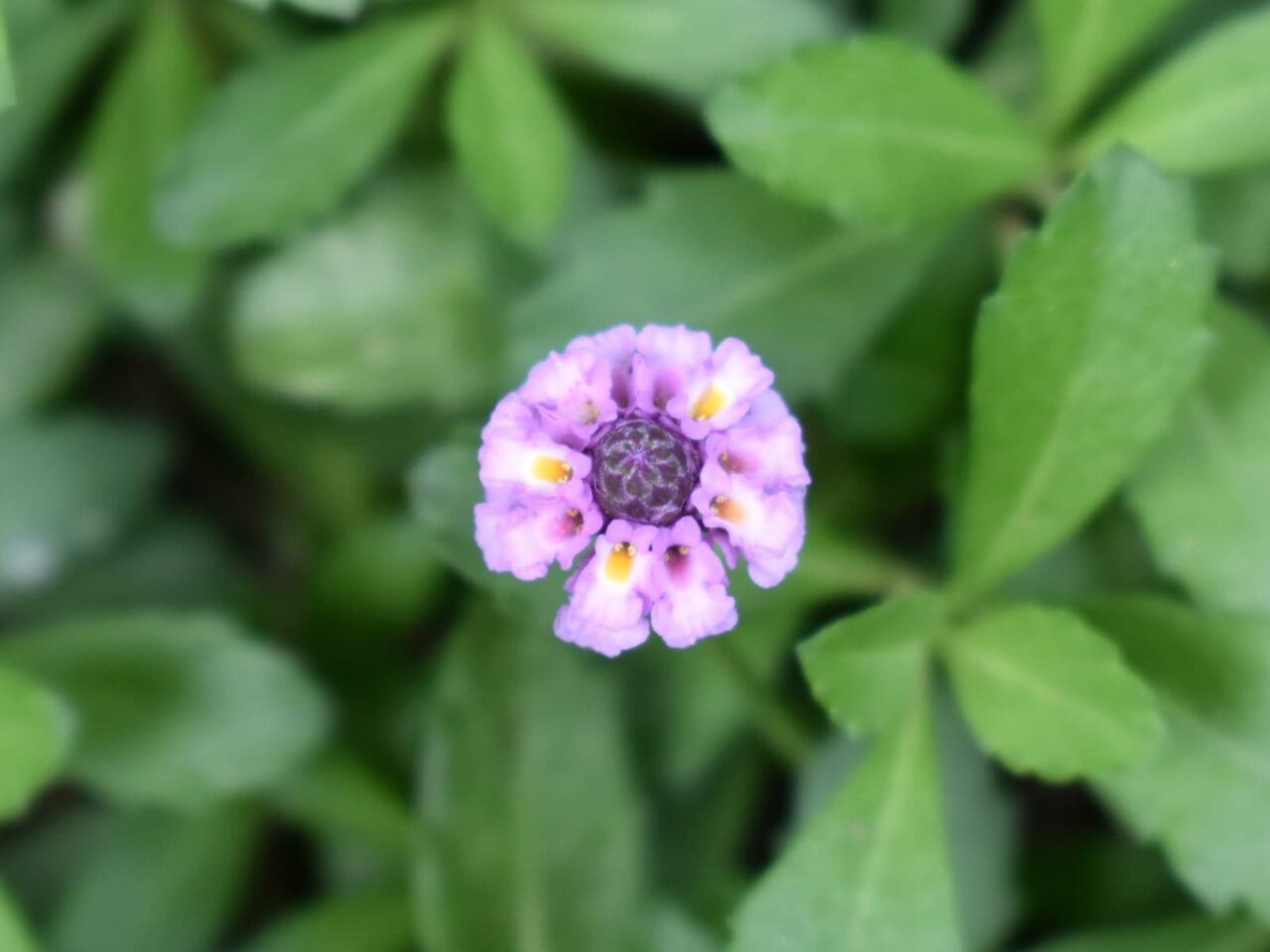ヒメイワダレソウの花（拡大）20210603-1