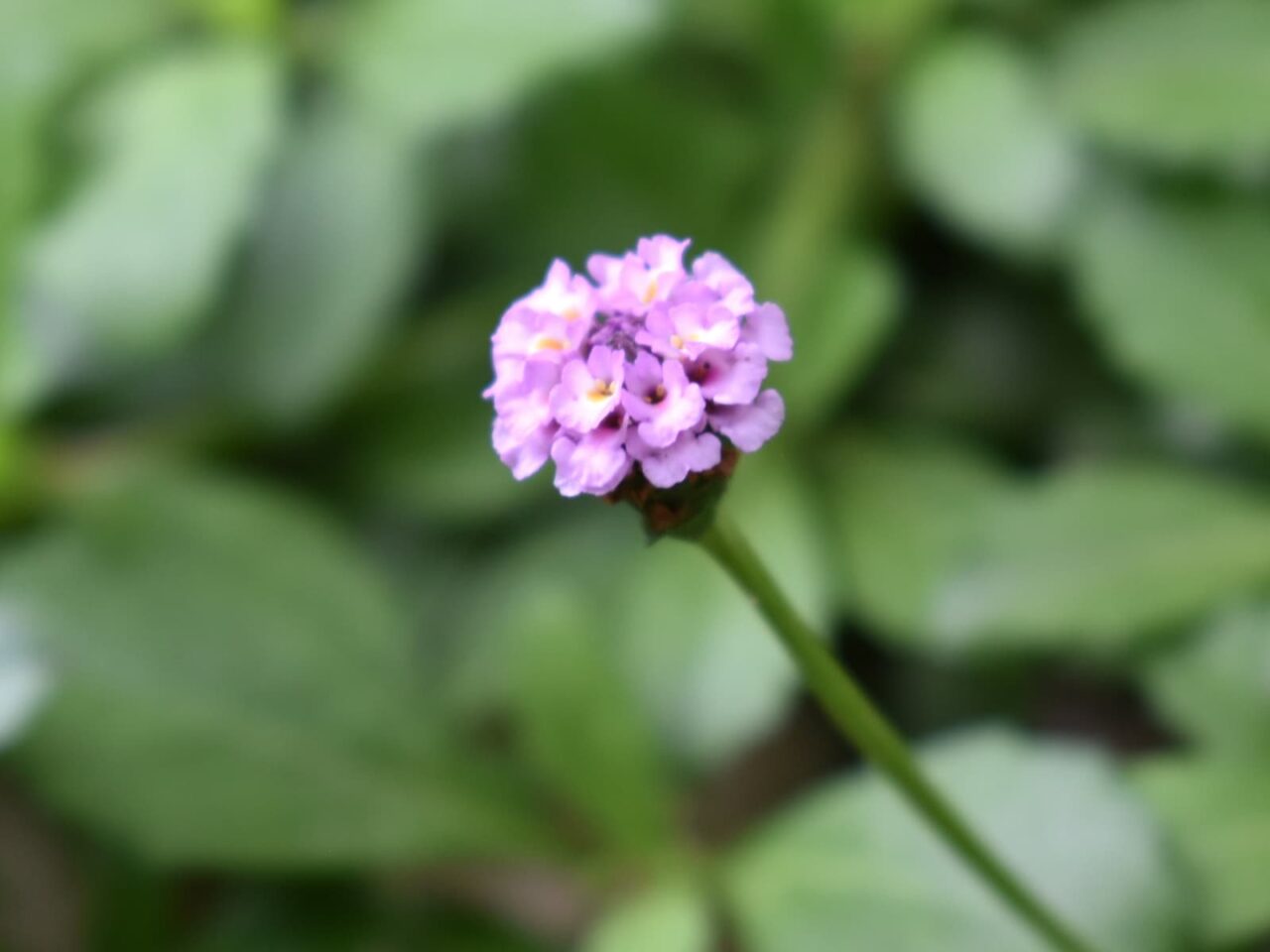 ヒメイワダレソウの花（拡大）20210603-2