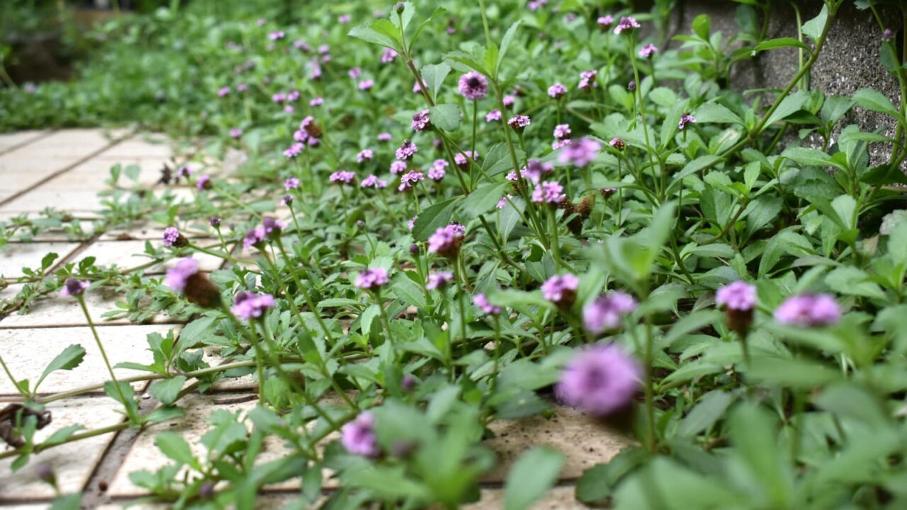 ヒメイワダレソウがタイル上に花畑を創る20210627
