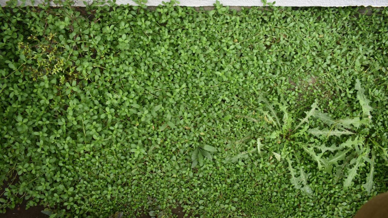 ヒメイワダレソウベランダした完全制覇20210910-1