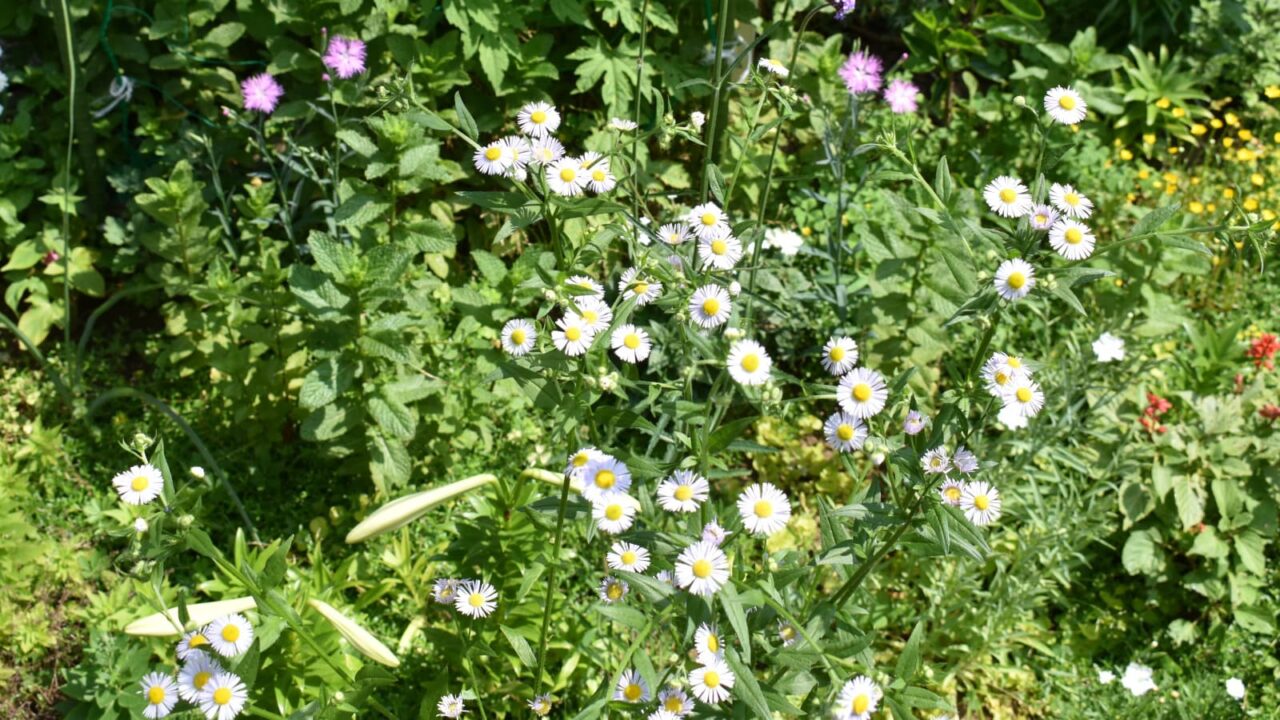 ヒメジョオン20200605(花群上から)