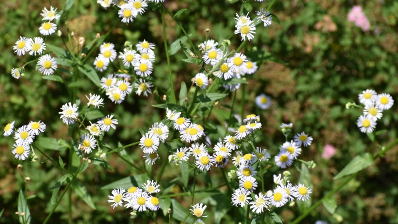 ヒメジョオン20200620(花群)