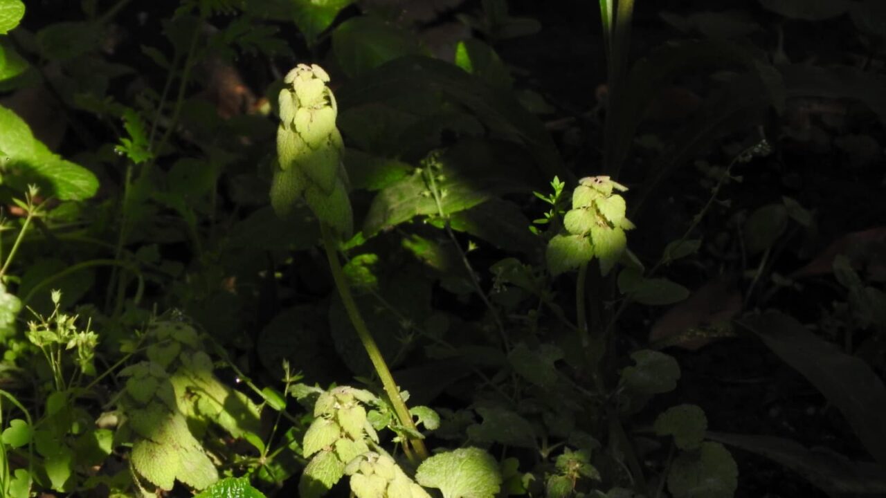 幽霊のごときヒメオドリコソウ20190419