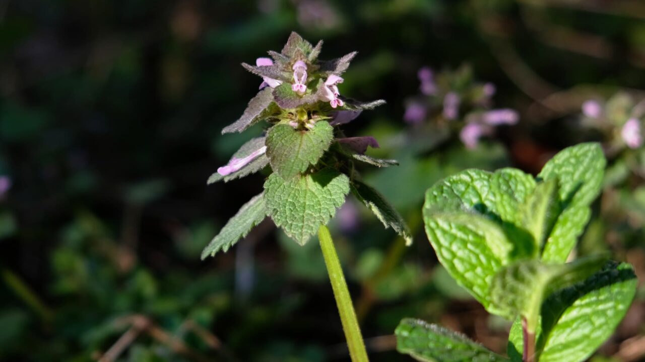 鎧武者のごときヒメオドリコソウ20190324