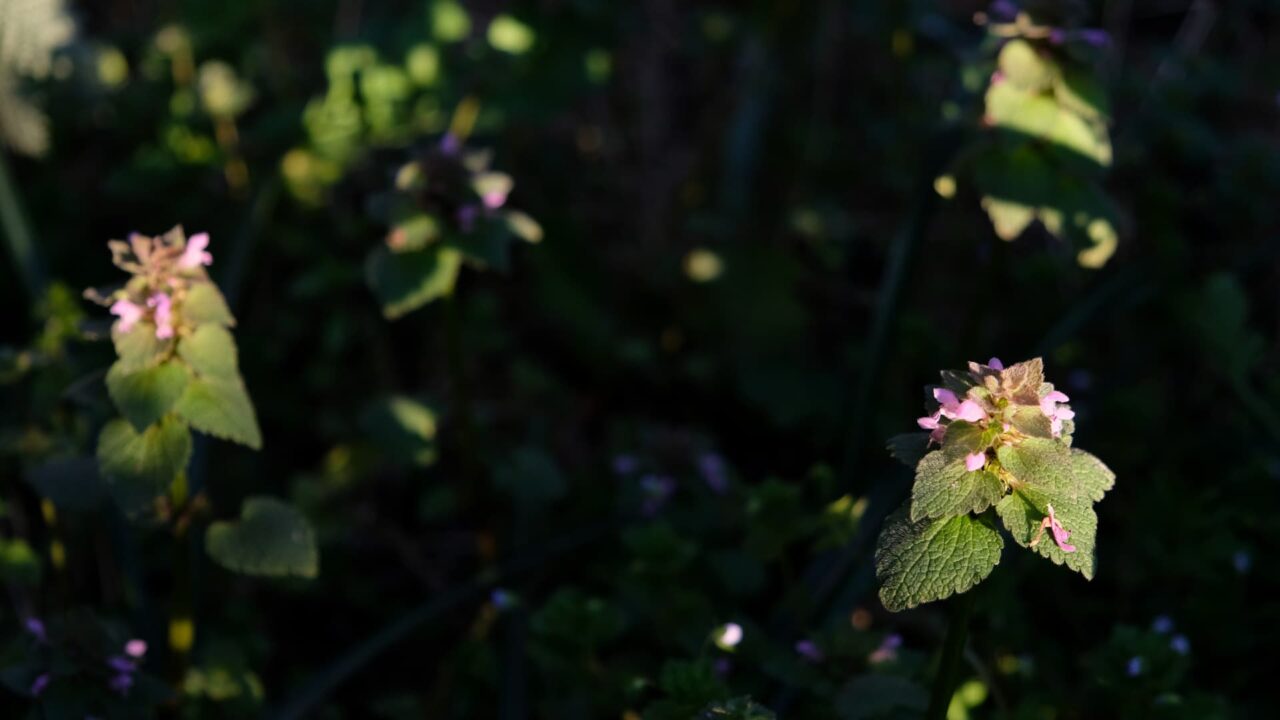 朝日のスポットライトに浮かぶヒメオドリコソウ20190401