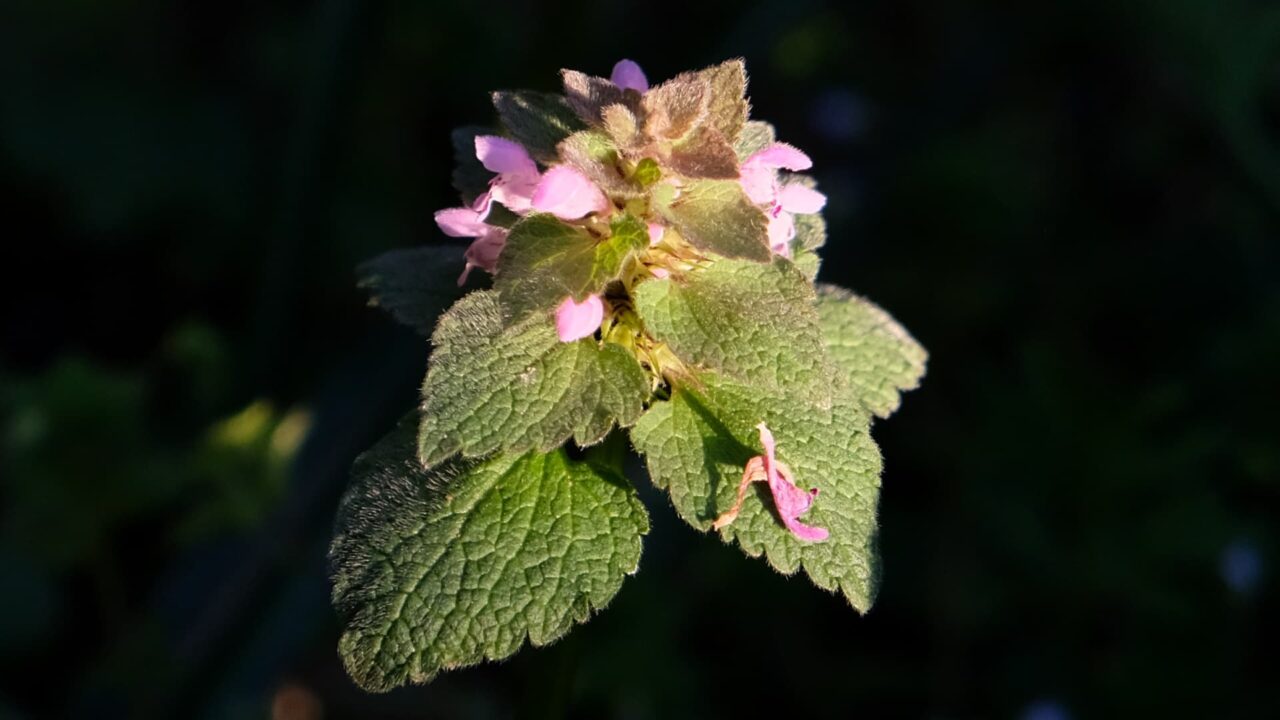 ネズミの耳のごときヒメオドリコソウの葉20190401
