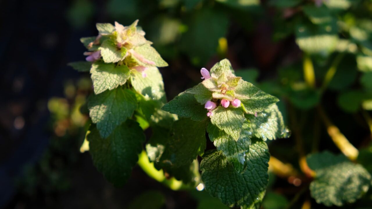 討ち入りのごときヒメオドリコソウ20190402