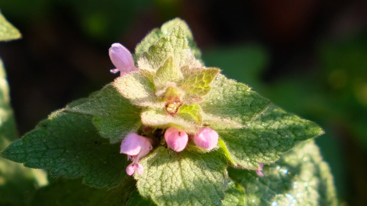 兜のごときヒメオドリコソウの天辺20190402