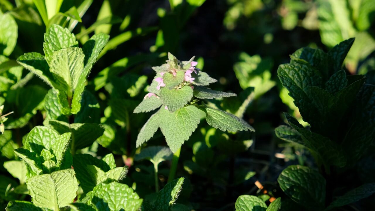 傅く鎧武者ヒメオドリコソウ20190403