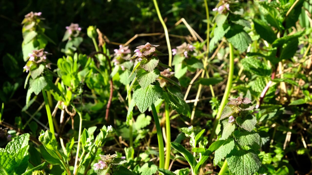 ヒメオドリコソウ・ファミリー20190405