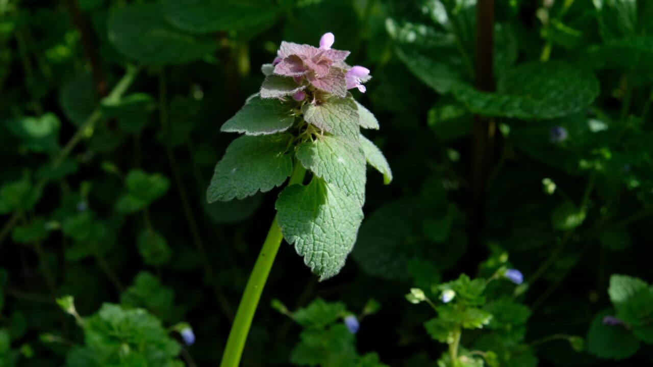 スックと立つヒメオドリコソウ20190405