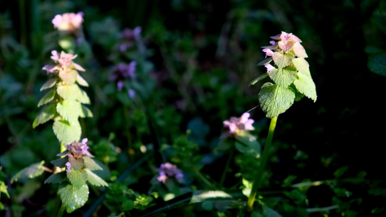 朝日のスポットライトに浮かぶヒメオドリコソウ20190409