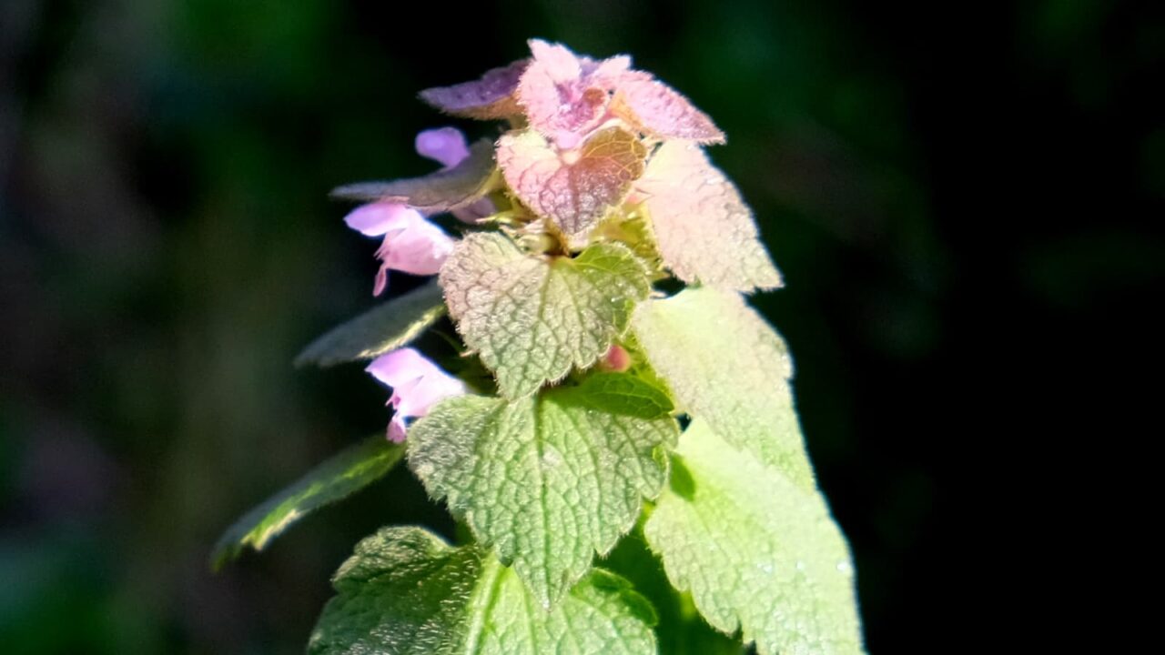 鎧帷子のごときヒメオドリコソウ20190409