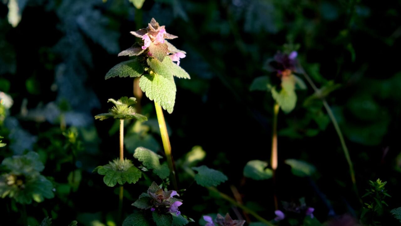 一匹狼のごときヒメオドリコソウ20190411