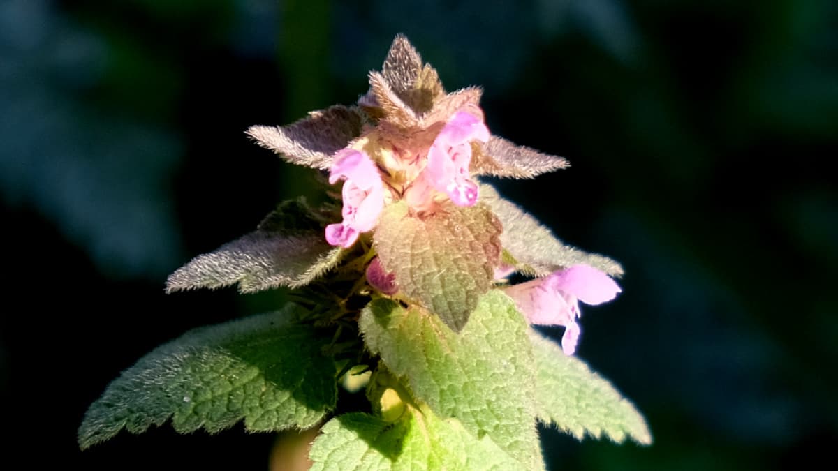 仏の座の花とよく似るヒメオドリコソウの花20190411（キャッチ画像）
