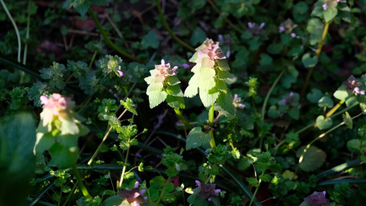 子連れ狼のごときヒメオドリコソウ20190411