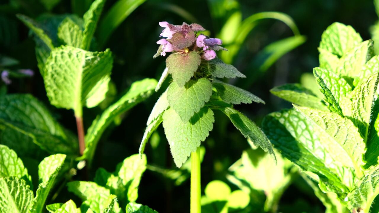 ヒメオドリコソウの立ち姿20190413