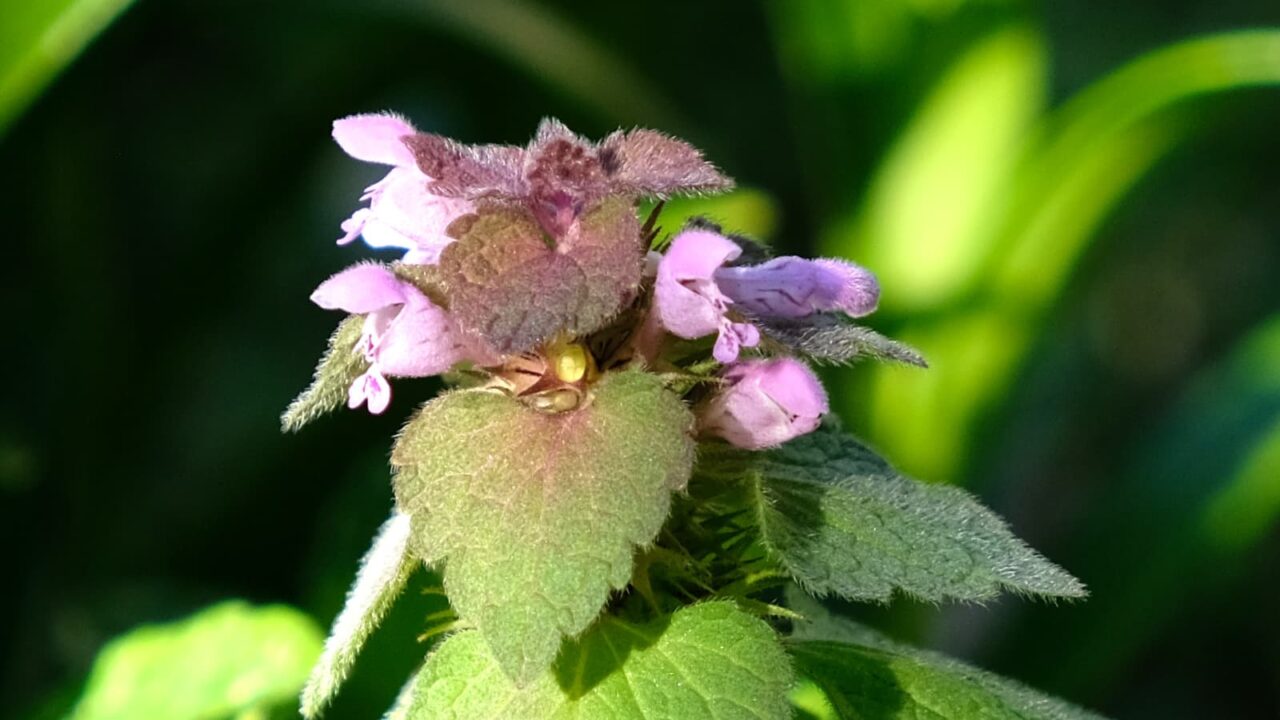 横から見た兜のようなヒメオドリコソウ20190413
