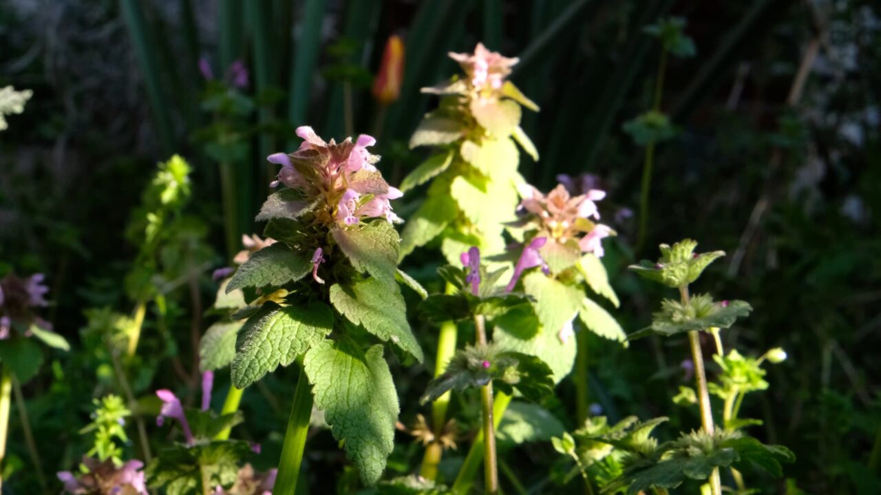 ヒメオドリコソウ軍20190414